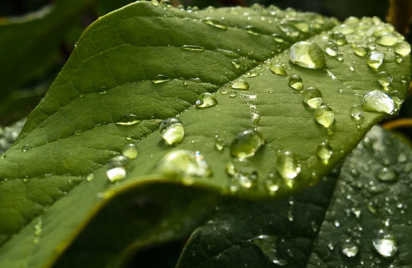 green leaves with rain drops