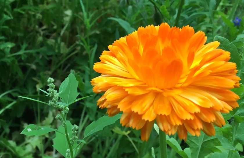 orange marigold flower