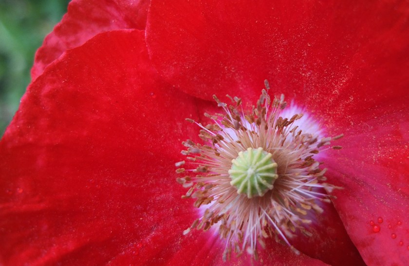 red poppy close up
