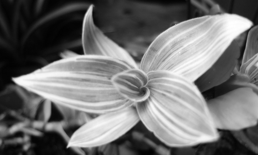 tradescantia (black & white photo)