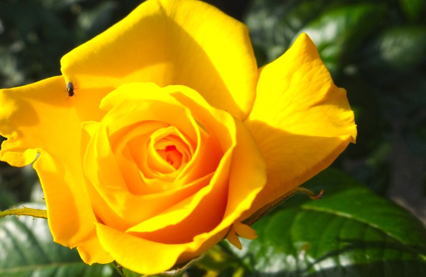 yellow rose close up