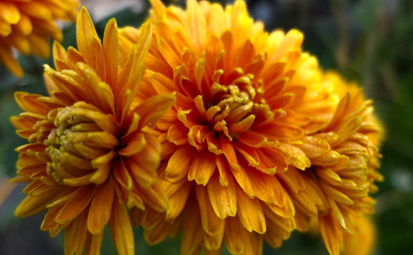 orange chrysanthemums