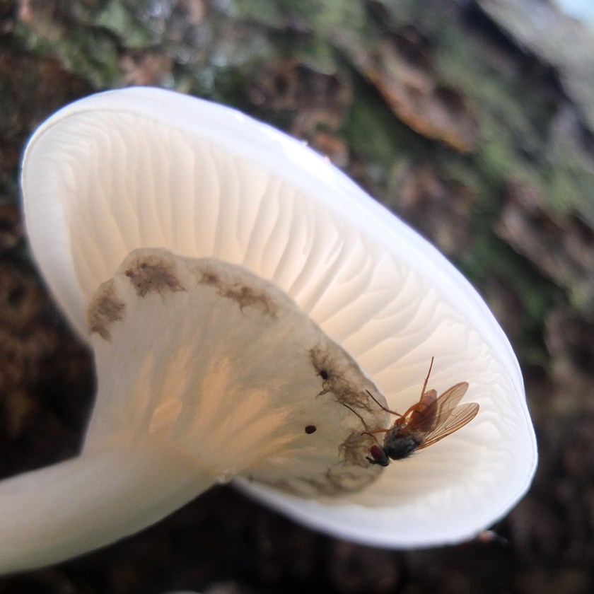white fungus growing on fallen tree trunk.