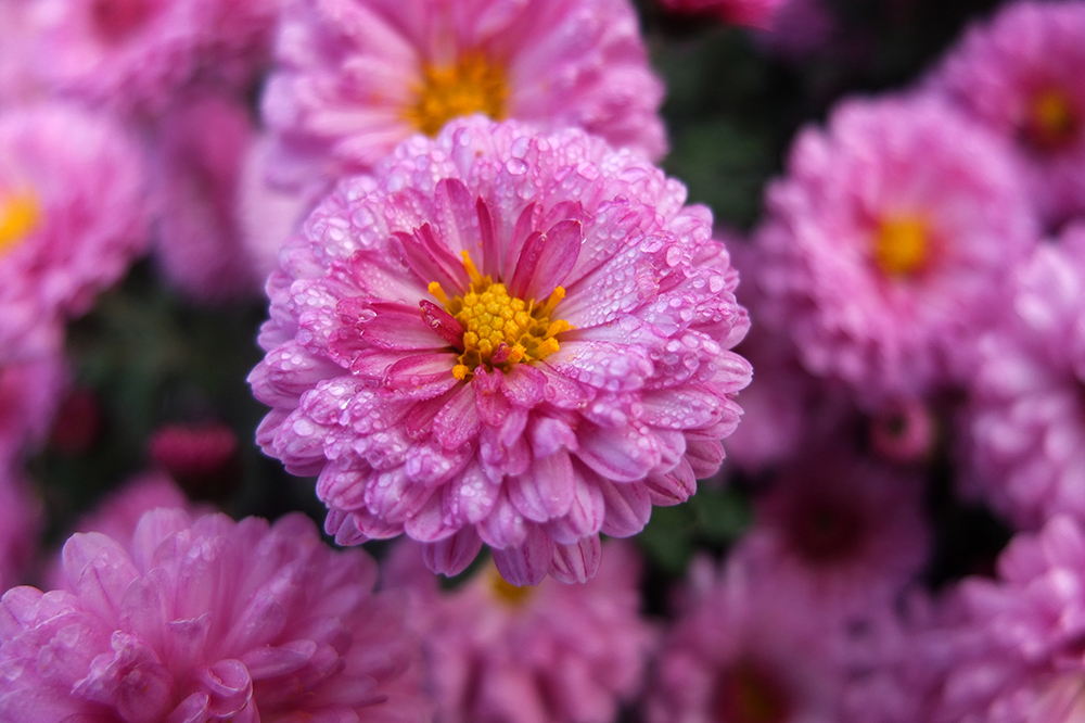 pink button chrysanthemum