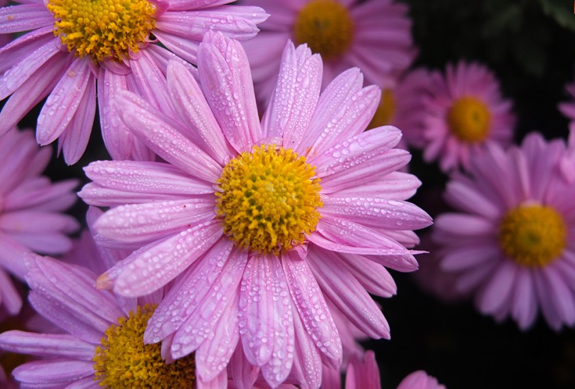 pink chrysanthemum