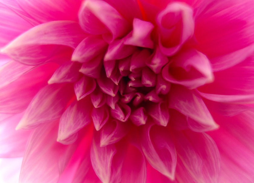 pink dahlia