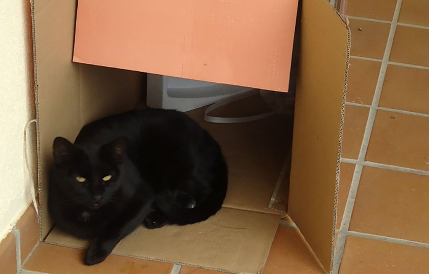 black cat sitting in discarded box