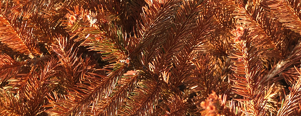 close up of dead Christmas tree