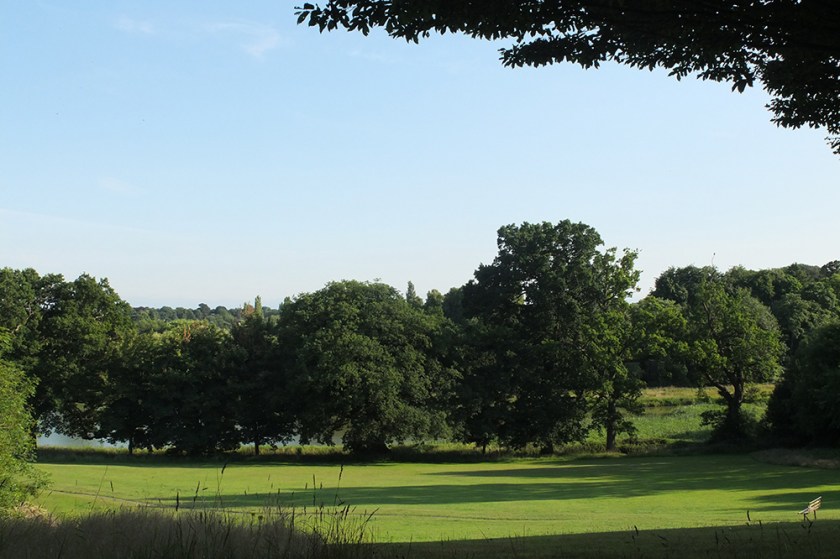 Park grass in summer