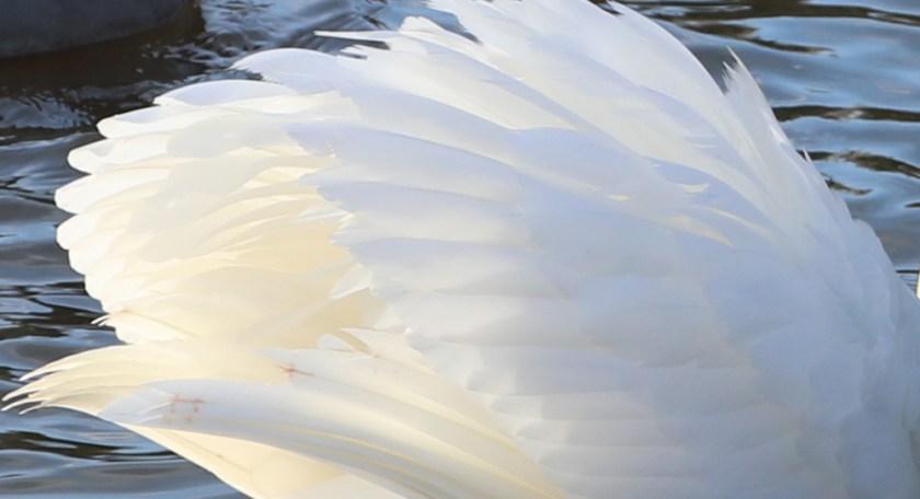 swan's wing
