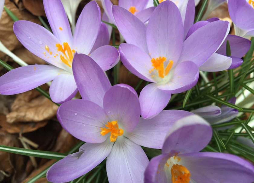 Spring crocuses.