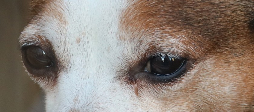 Dog eyes.