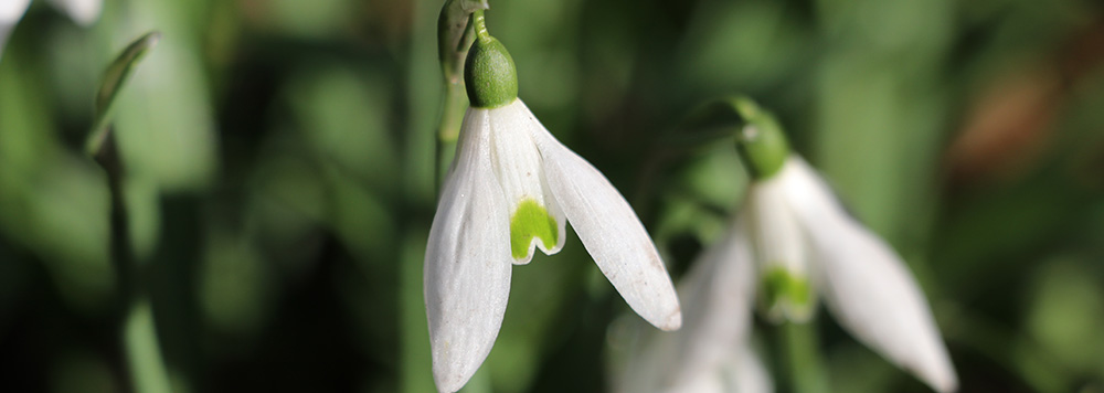 snowdrop close-up