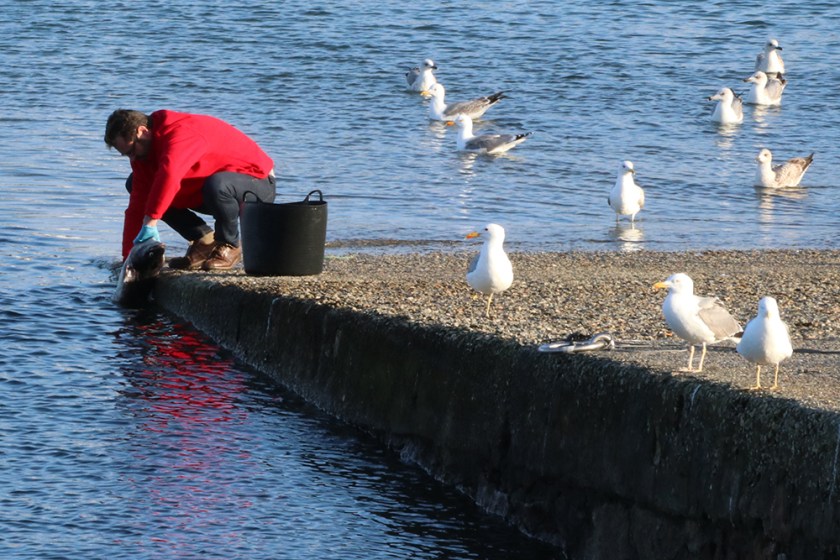 fisherman cleaning small shark-like fish