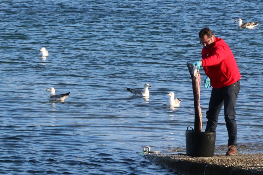 fisherman cleaning small shark-like fish