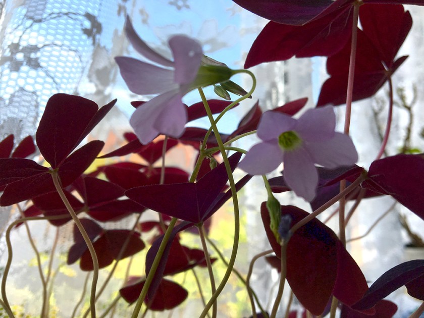 house-pink flowered house plant