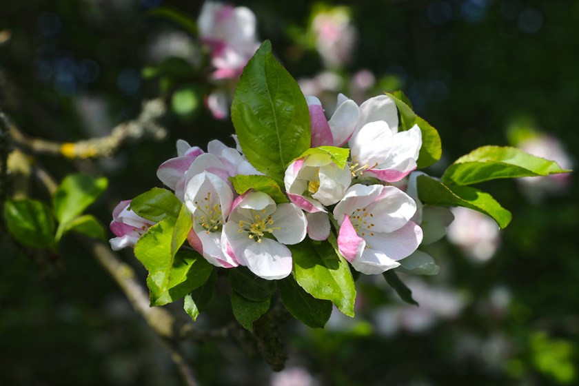 apple blossom 