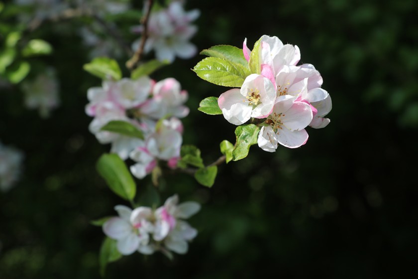 apple blossom 