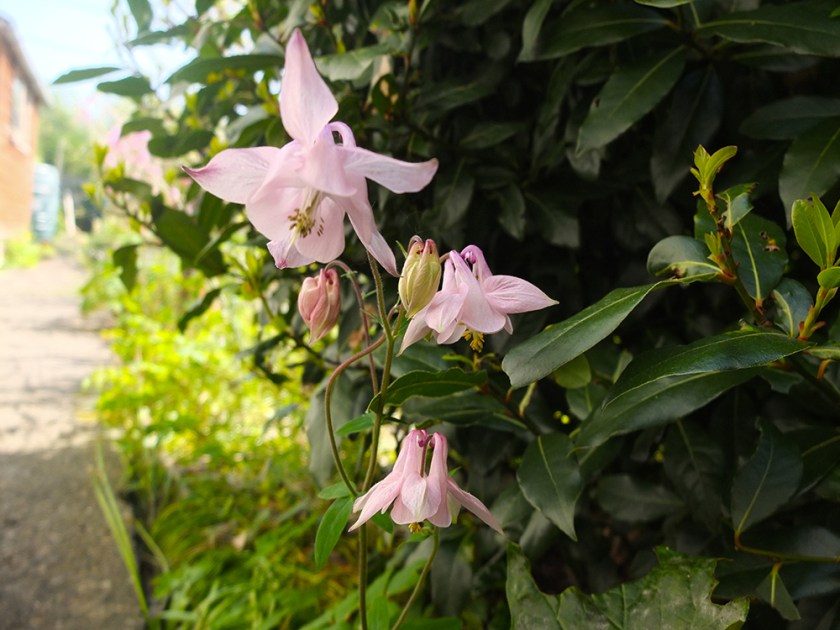 pale pink aquilegia