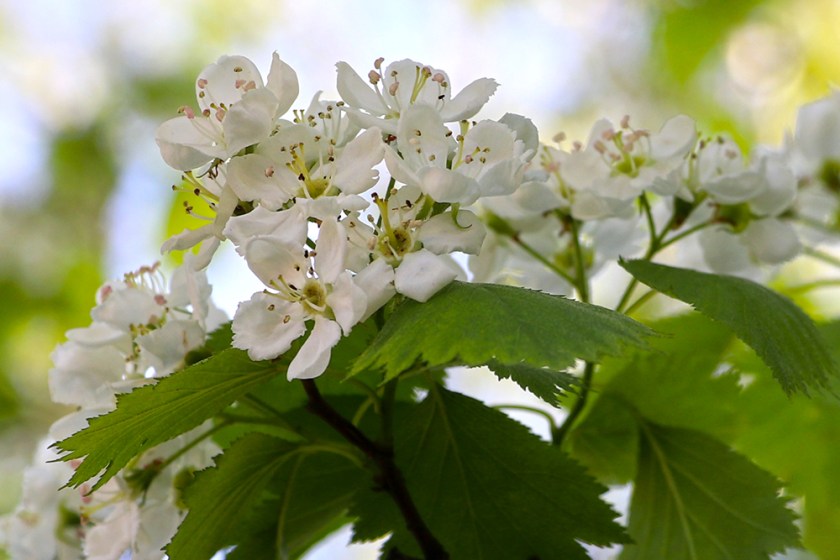 white ornamental tree blossom