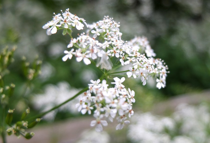 cow parsley