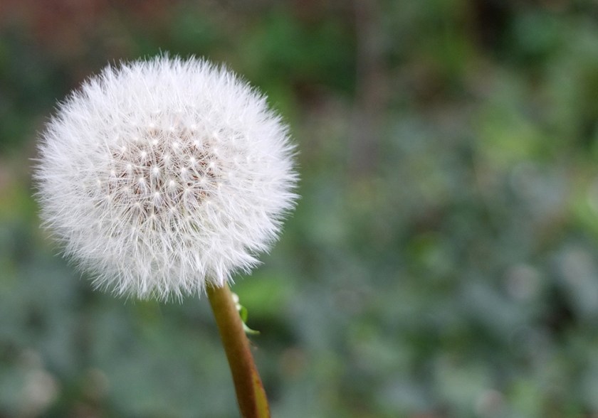 dandelion clock