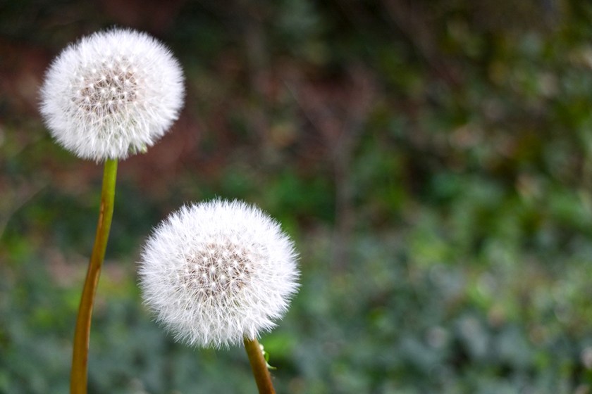 dandelion clocks