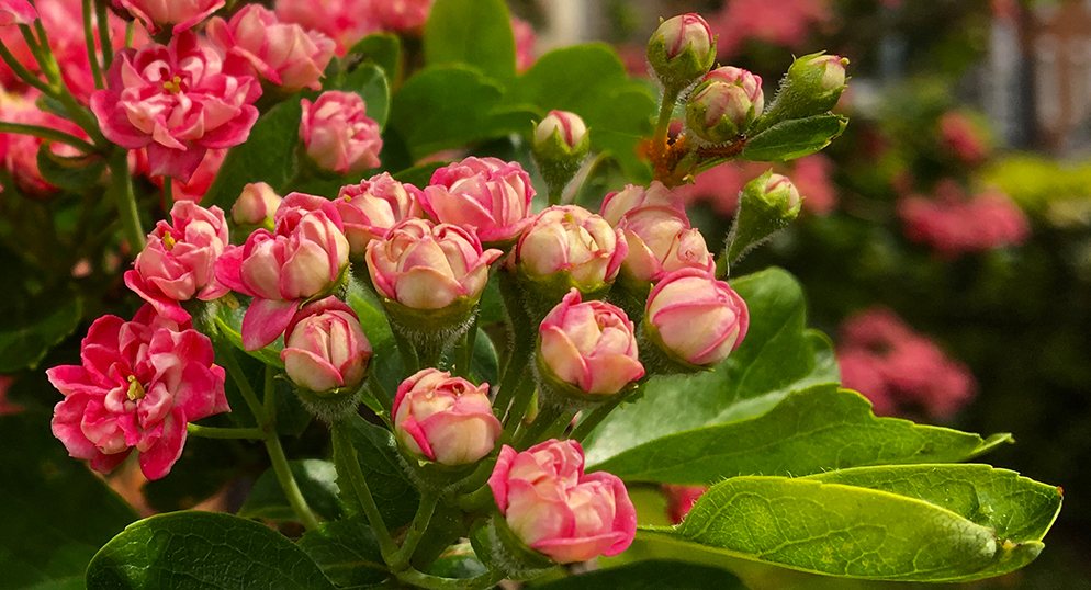 more flowers, fewer&nbsp;words