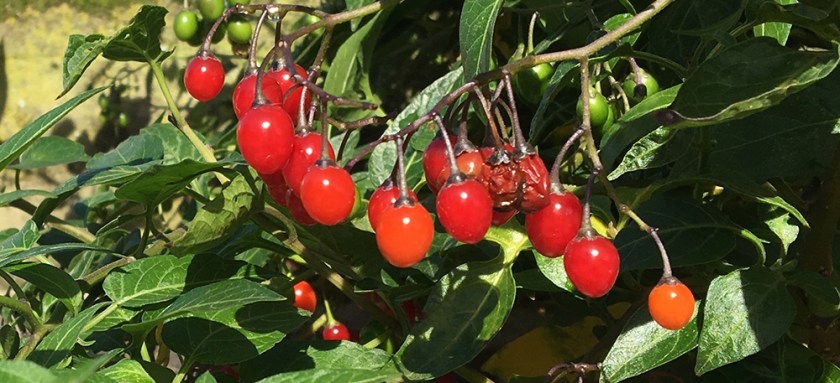 nightshade berries