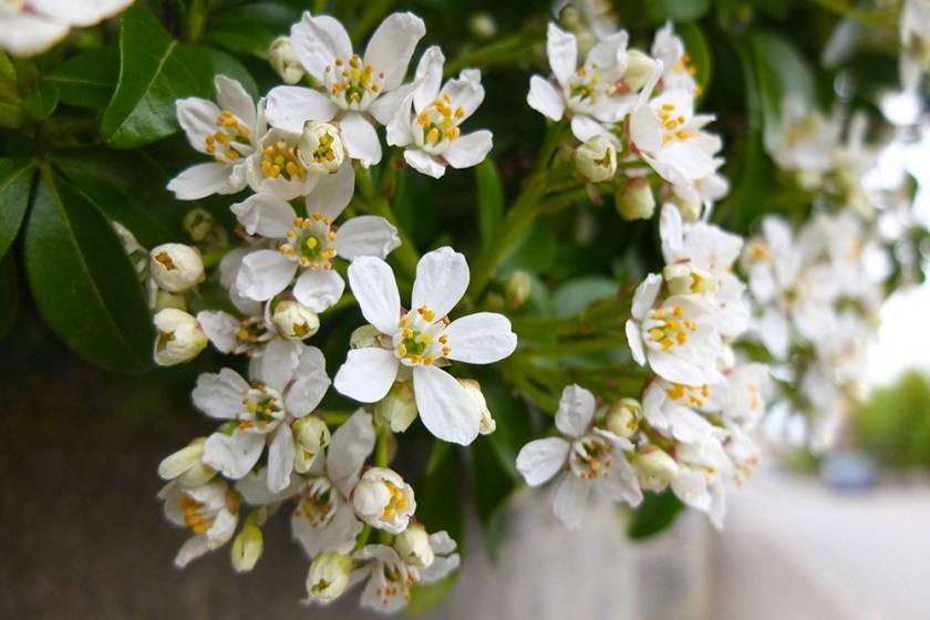 white ornamental blossom