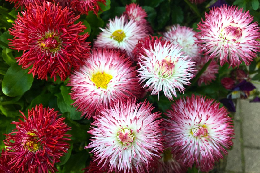 ornamental daisies