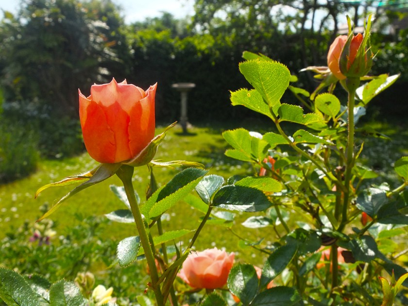 orange rose bud