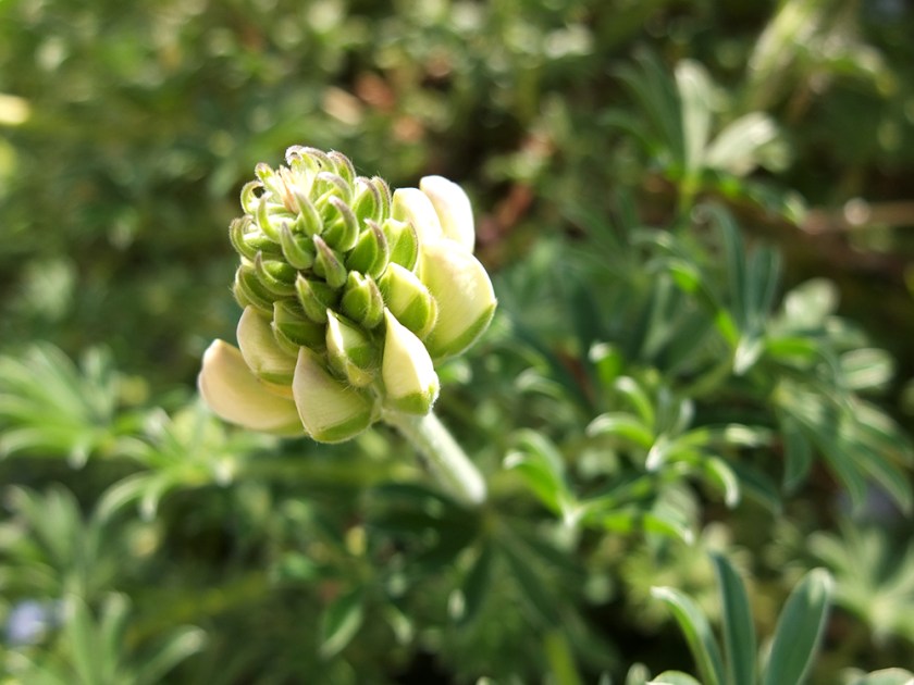 tree lupin flower bud