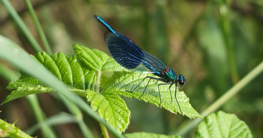 damsel fly - banded demoiselle