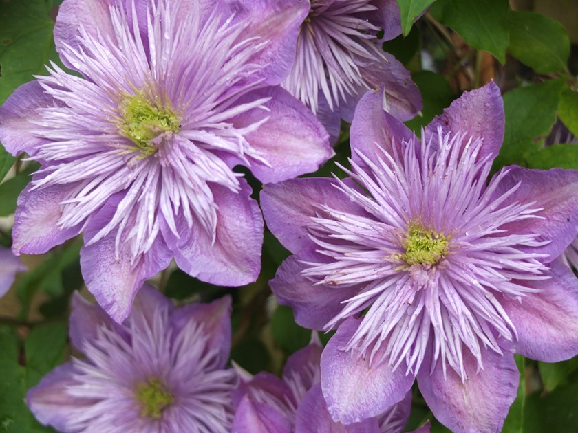 large pale purple clematis flowers