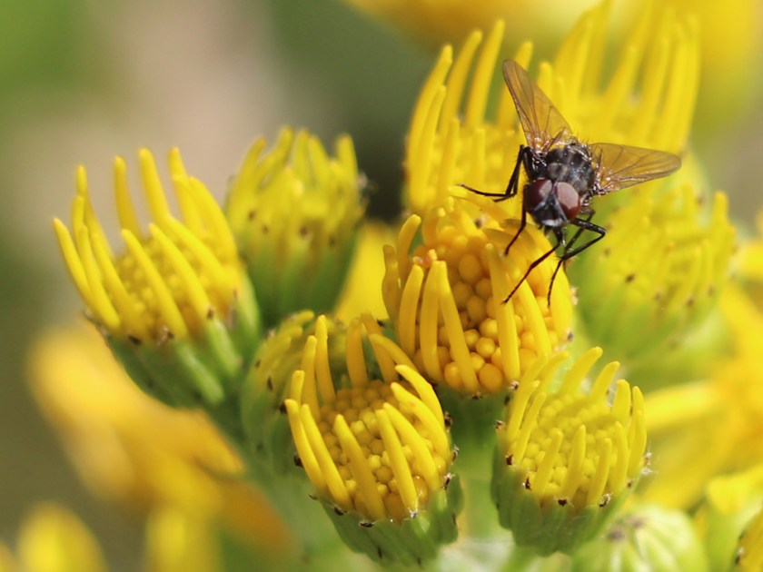 fly on ragwort
