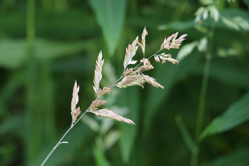 grass seedhead