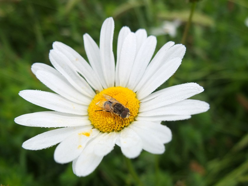 small bee on centre of moon daisy