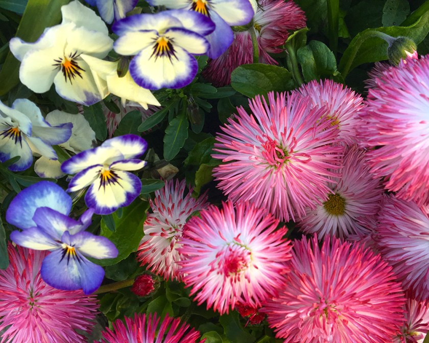 pansies and ornamental pink daisies
