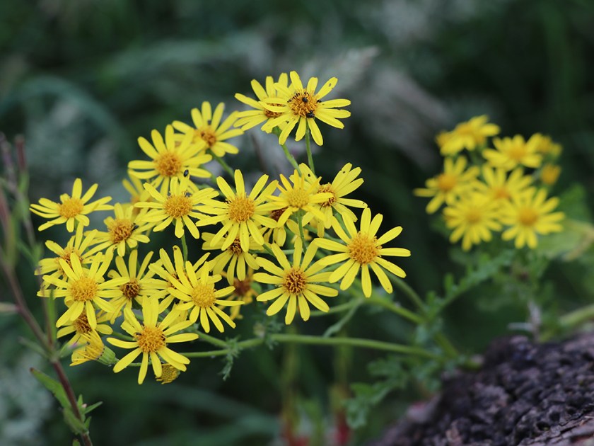 ragwort
