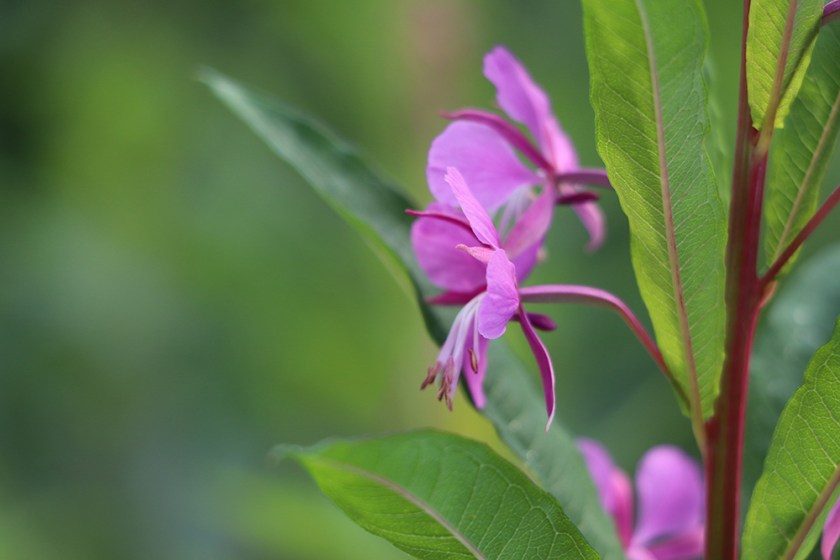 rosebay willowherb