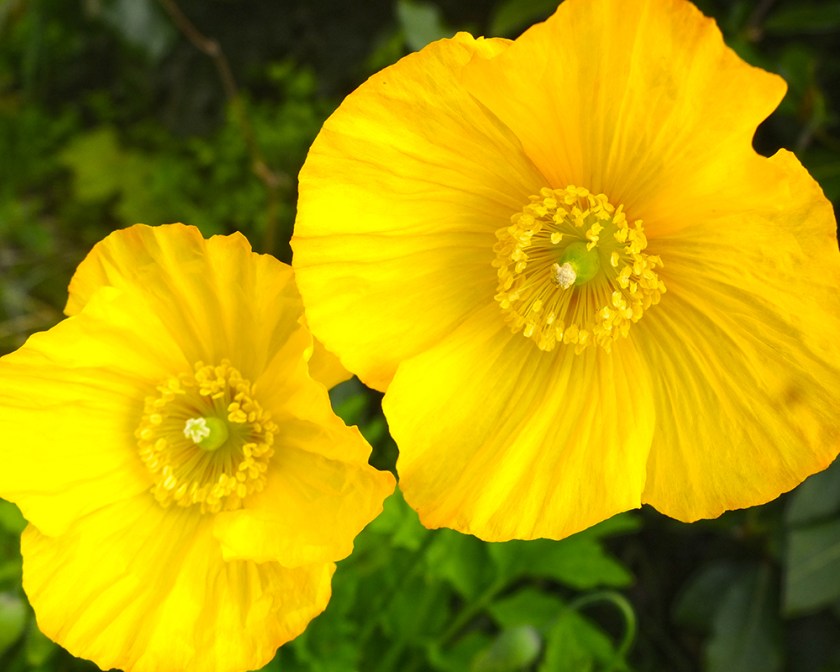 yellow welsh poppies