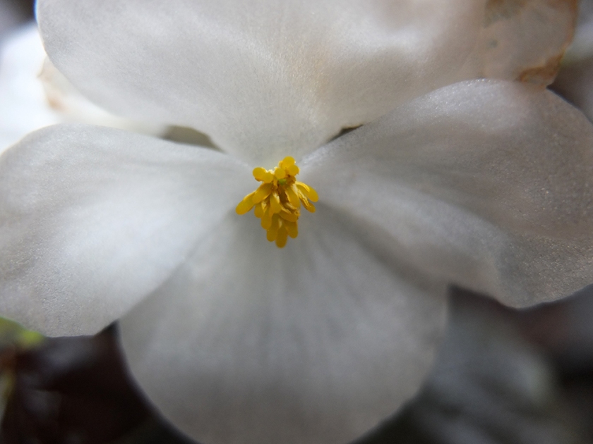 white begonia close up