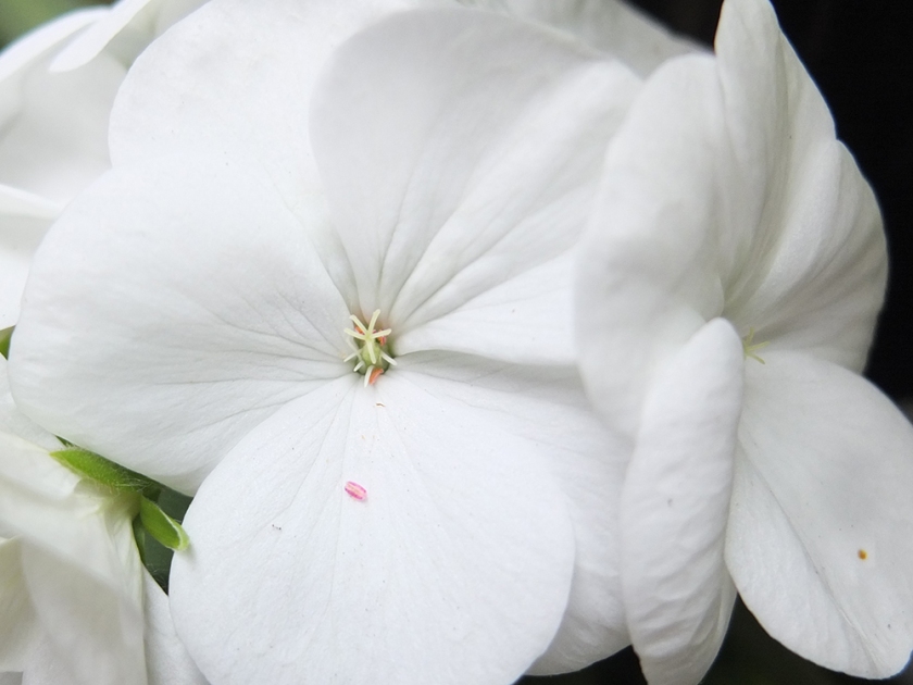 white geranium close up
