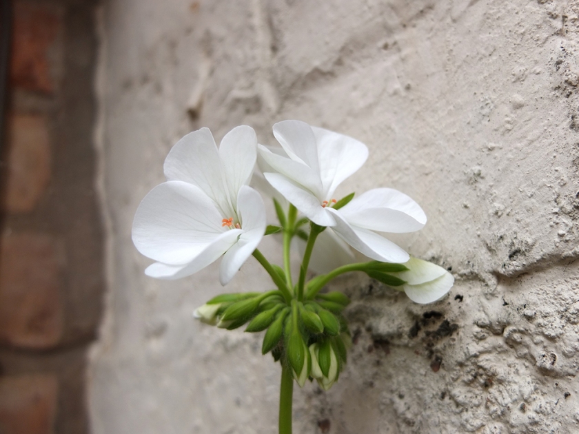white geranium
