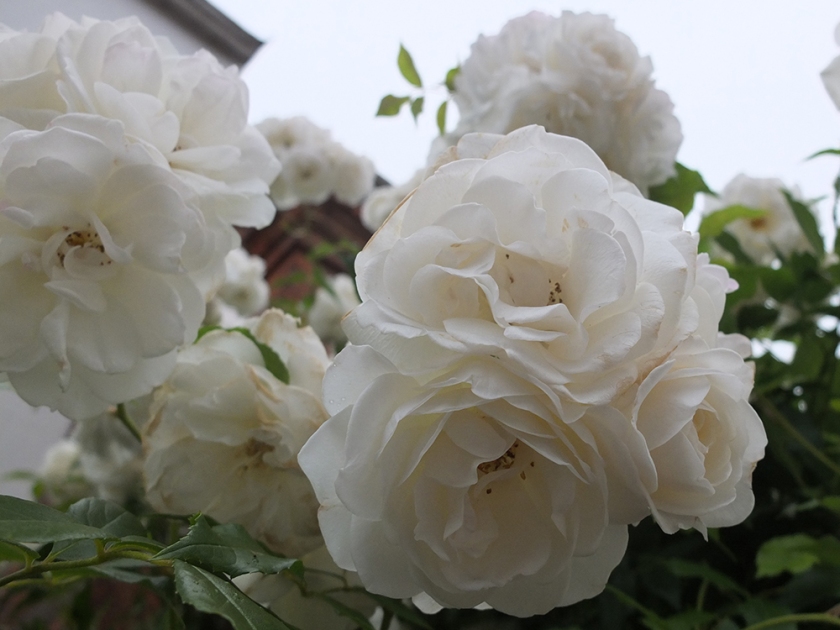 white rambling rose