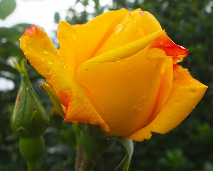orange yellow rose bud