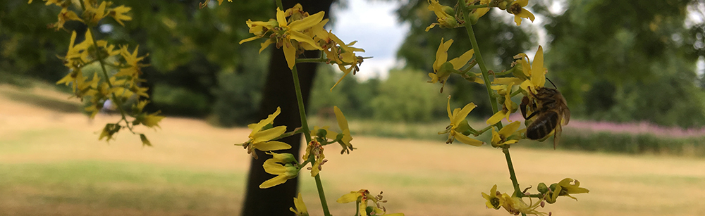 bee on yellow blossom