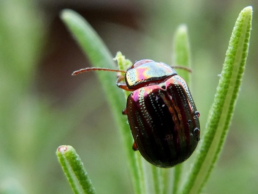 rosemary beetle