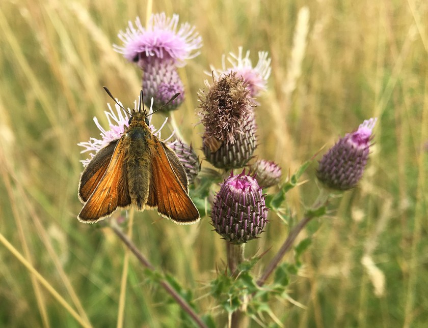 small skipper butterfly